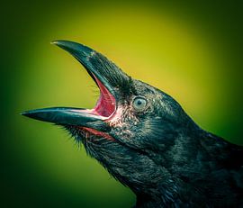 Rabe von Edwin Alexander