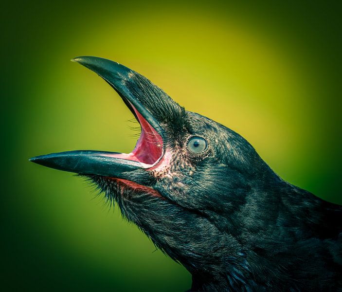 Raven by Edwin Alexander