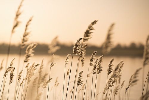 Riet en gras bij het meer