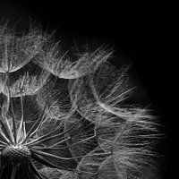 Dandelion blowball