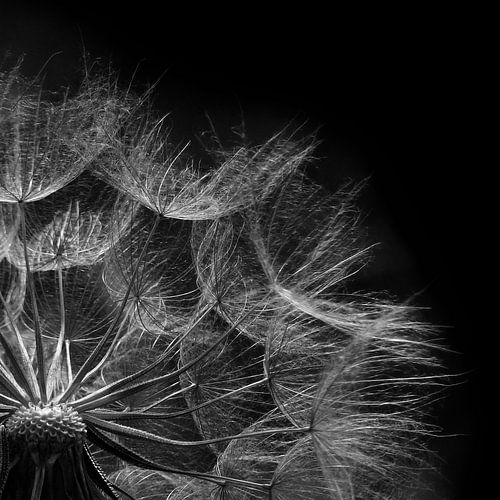 Paardenbloem