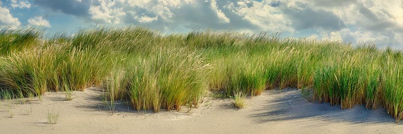 Strand und Düne mit einem Streifen aus Strandhafer von eric van der eijk