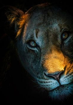 Connectie met de ogen