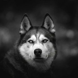 Sibirischer Husky in Schwarz-Weiß von Petra Lakerveld