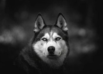 Sibirischer Husky in Schwarz-Weiß