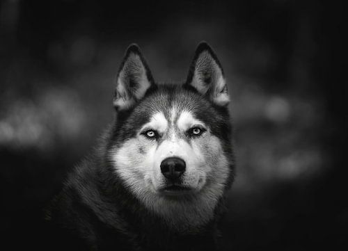 Siberian husky in black and white