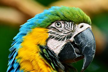 Parrot looking at you close-up 4 by Martin de Bouter