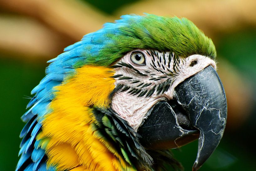 Parrot looking at you close-up 4 by Martin de Bouter