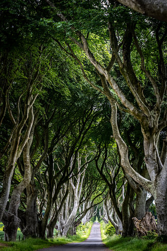 The Dark Hedges 4