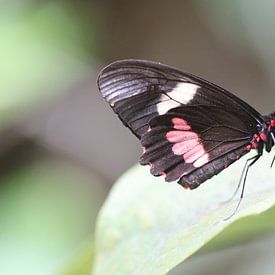 Transandean beef heart by Matthias Brix