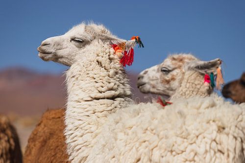 lamas in bolivien