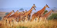 Giraffen in Murchison Falls National Park Uganda van W. Woyke thumbnail