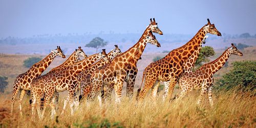 Rothschild-Giraffen im Murchison Falls Nationalpark Uganda