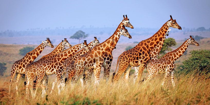 Giraffen in Murchison Falls National Park Uganda van W. Woyke