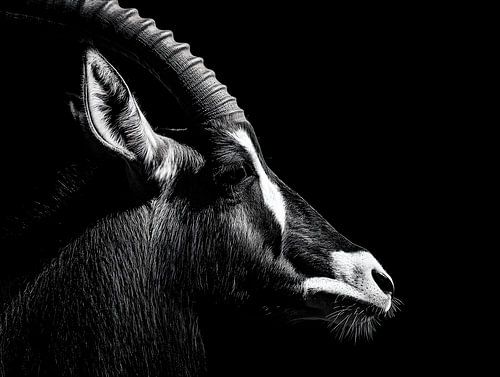Male antelope in the shade – elegant strength