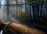 Ochtend mist bos