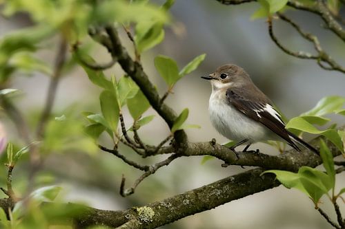 The pied flycatcher