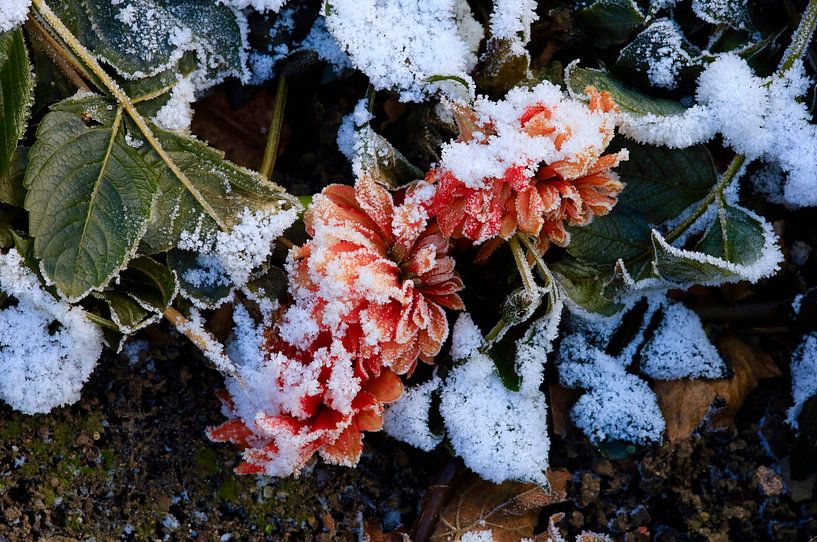 Transience by Thomas Jäger