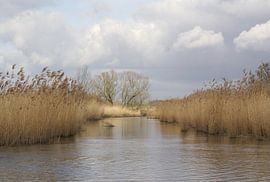 brabantse biesbosch von Teus Kooijfotografie