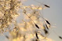 Pusteblume mit Tröpfchen Teil I