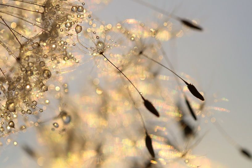 Pusteblume mit Tröpfchen Teil I von Naturdetail Fotografie
