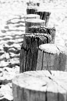 Zeeland, Netherlands | Close-up of coastal groynes | Black-and-white photography