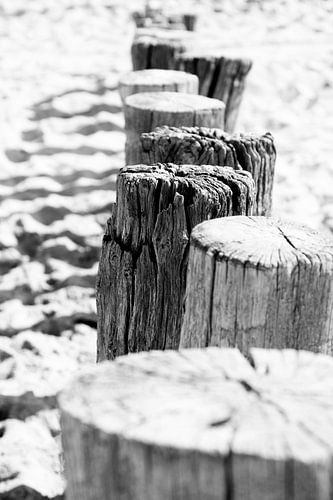 Zeeland, Netherlands | Close-up of coastal groynes | Black-and-white photography