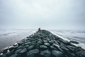 Wellenbrecher in einem gefrorenen IJsselmeer!