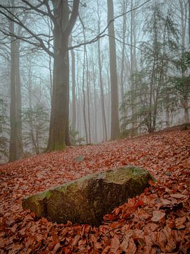 Ambiance brumeuse matinale dans la forêt sur Horst Husheer