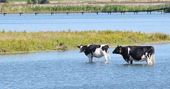 Cows take a cooling bath in the pond