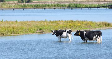 Koeien nemen een verkoelend bad in de vijver van Miny'S