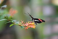Schwarzer und roter Schmetterling auf einer orangefarbenen Blume
