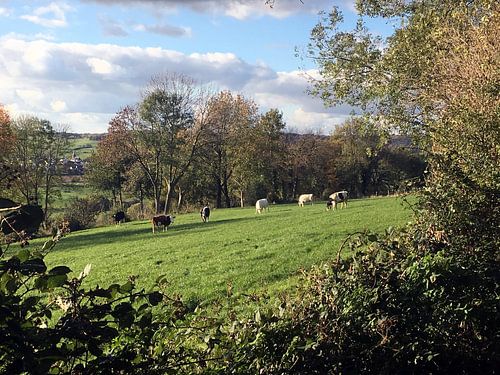 Koeien in het Limburgs Landschap