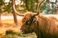 Portret van een Schotse hooglander in een natuurreservaat van Sjoerd van der Wal Fotografie thumbnail