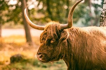 Portret van een Schotse hooglander in een natuurreservaat van Sjoerd van der Wal Fotografie