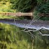 een reflectie van een tak in de rivier van ChrisWillemsen