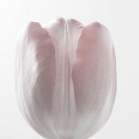 Tulp wit abstract macro bloemen foto kunst van Nadja Drieling