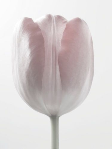 Tulp wit abstract macro bloemen foto kunst