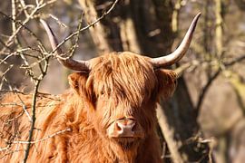 Scottish Highlander