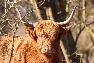 Schotse Hooglander van Lens en Dier