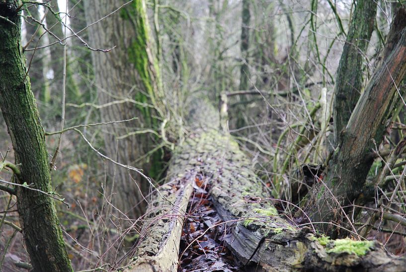 Omgewaaide boom in het bos  von Ingrid Van Maurik
