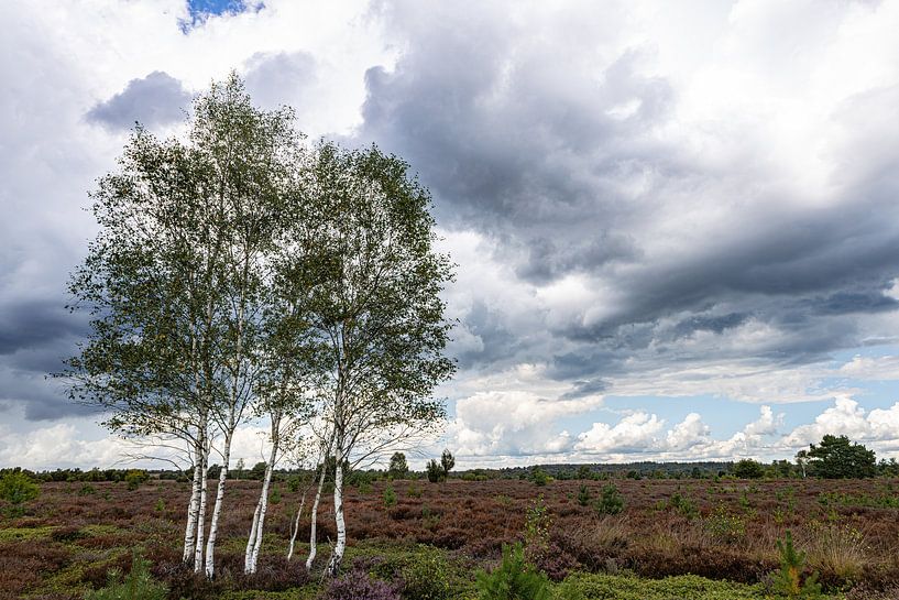 Sprokkelweg Holten Nijverdal Heide by Frank Slaghuis