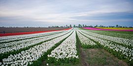 Tulip field in spring by t.ART