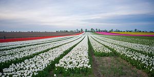 Tulpenfeld im Frühling