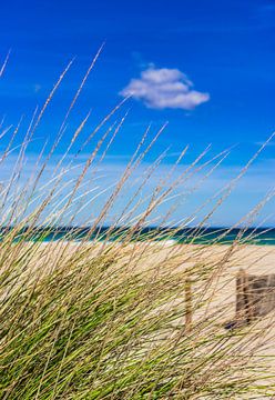 Sanddünen mit Strandhafer, Nahaufnahme von Alex Winter
