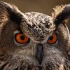 Owl by b- Arthouse Fotografie