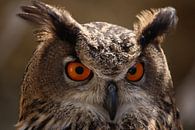 Owl by b- Arthouse Fotografie thumbnail