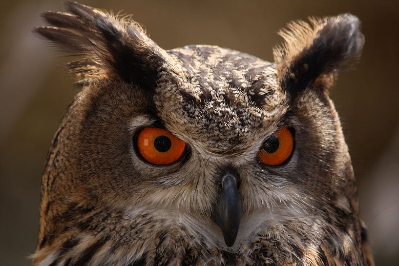 Owl by b- Arthouse Fotografie