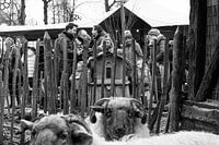 Christmas market Eersel