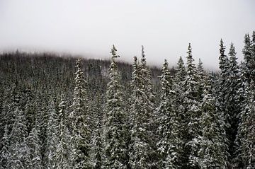 Dennen met de eerste sneeuw - Hemsedal, Noorwegen